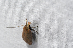 Dichomeris ventrellus