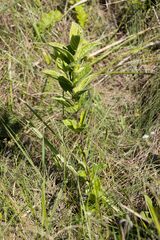 Eriosemopsis subanisophylla