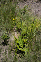 Eriospermum mackenii