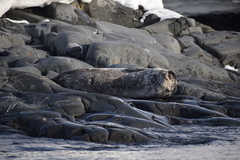 Leptonychotes weddellii