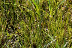 Genlisea hispidula