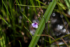 Genlisea hispidula