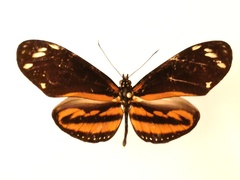 Eueides isabella eva