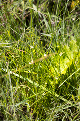 Gnidia nodiflora
