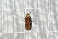 Agonopterix lythrella