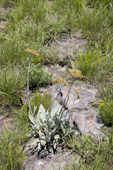 Helichrysum acutatum