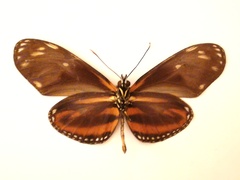 Eueides isabella eva