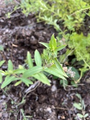 Ditaxis humilis