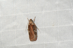 Agonopterix lythrella