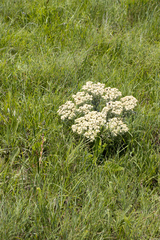 Helichrysum spiralepis