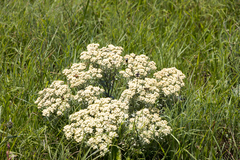 Helichrysum spiralepis