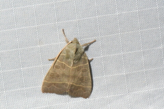 Ipimorpha pleonectusa