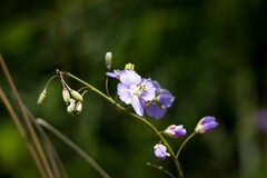 Heliophila rigidiuscula