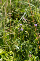 Heliophila rigidiuscula