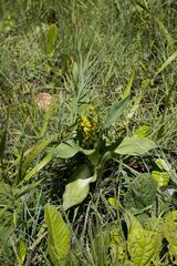Hypoxis colchicifolia