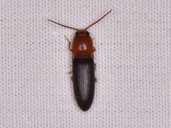 Anchastus bicolor