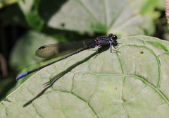 Argia