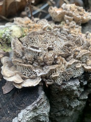 Trametes betulina