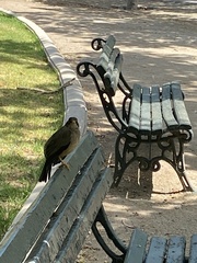 Turdus falcklandii