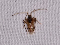 Eustictus