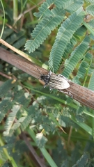 Entiminae