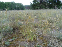 Anthoxanthum odoratum