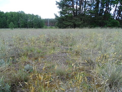 Anthoxanthum odoratum