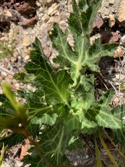 Lichtensteinia lacera