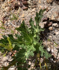 Lichtensteinia lacera