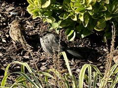 Dumetella carolinensis