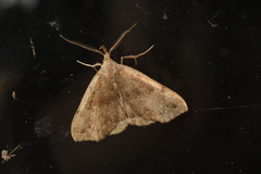 Phalaenostola eumelusalis