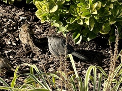 Dumetella carolinensis