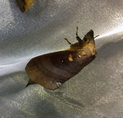 Kunugia latipennis