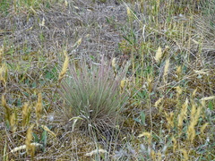 Corynephorus canescens