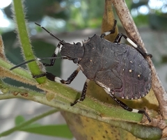 Halyomorpha