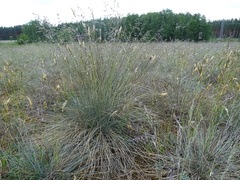 Festuca trachyphylla