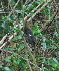 Amblyospiza albifrons
