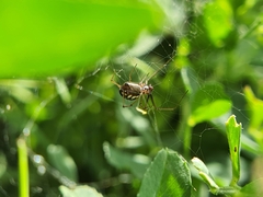 Microlinyphia sterilis