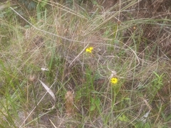 Coreopsis leavenworthii