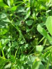 Microlinyphia sterilis