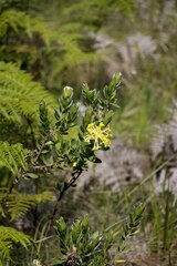 Lasiosiphon anthylloides