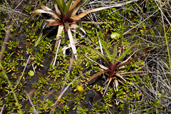 Laurembergia repens
