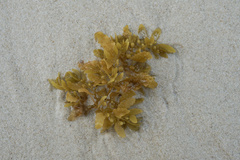 Sargassum fluitans