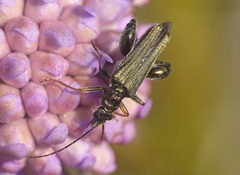 Oedemera flavipes