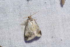 Maliattha synochitis