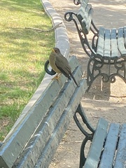 Turdus falcklandii