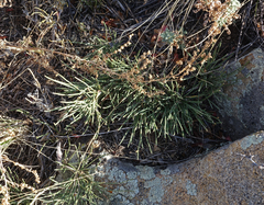 Ephedra monosperma