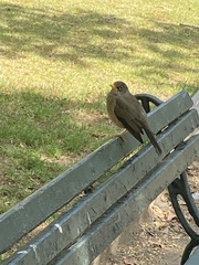 Turdus falcklandii