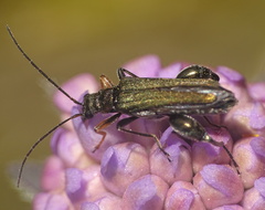 Oedemera flavipes