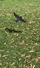 Molothrus bonariensis